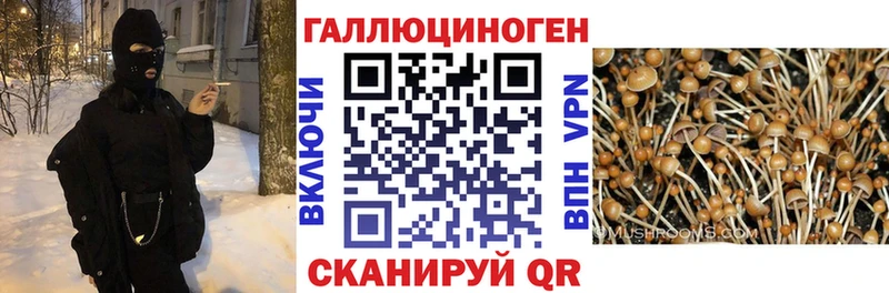 Галлюциногенные грибы Psilocybe закладки Карпинск